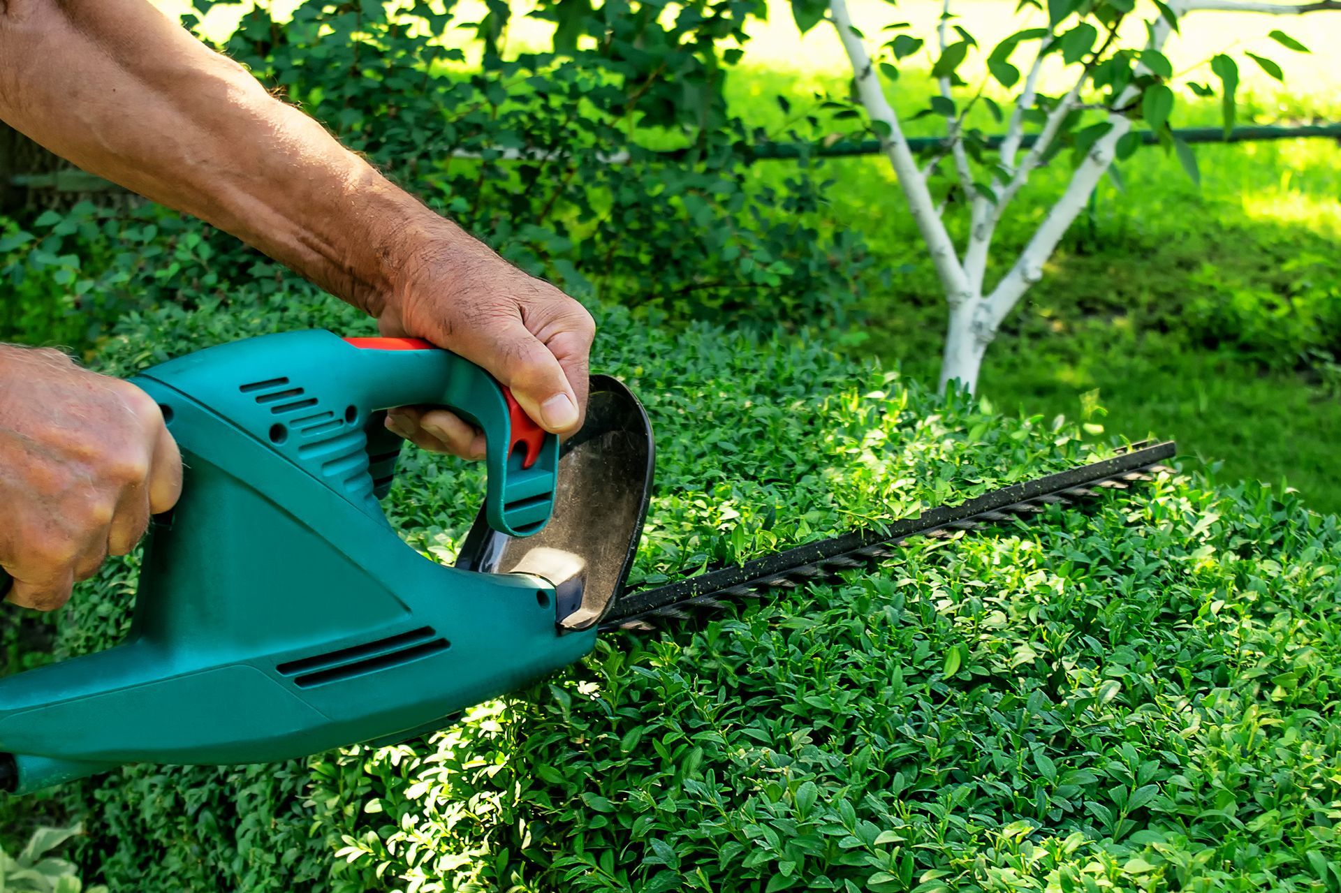 Close-up of hands trimming a green hedge with a blue electric hedge trimmer.