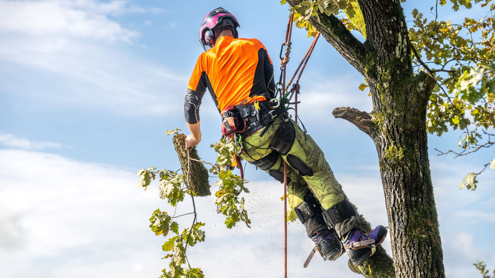 A skilled logger in protective clothing expertly trimming an oak tree, using specialized equipment.