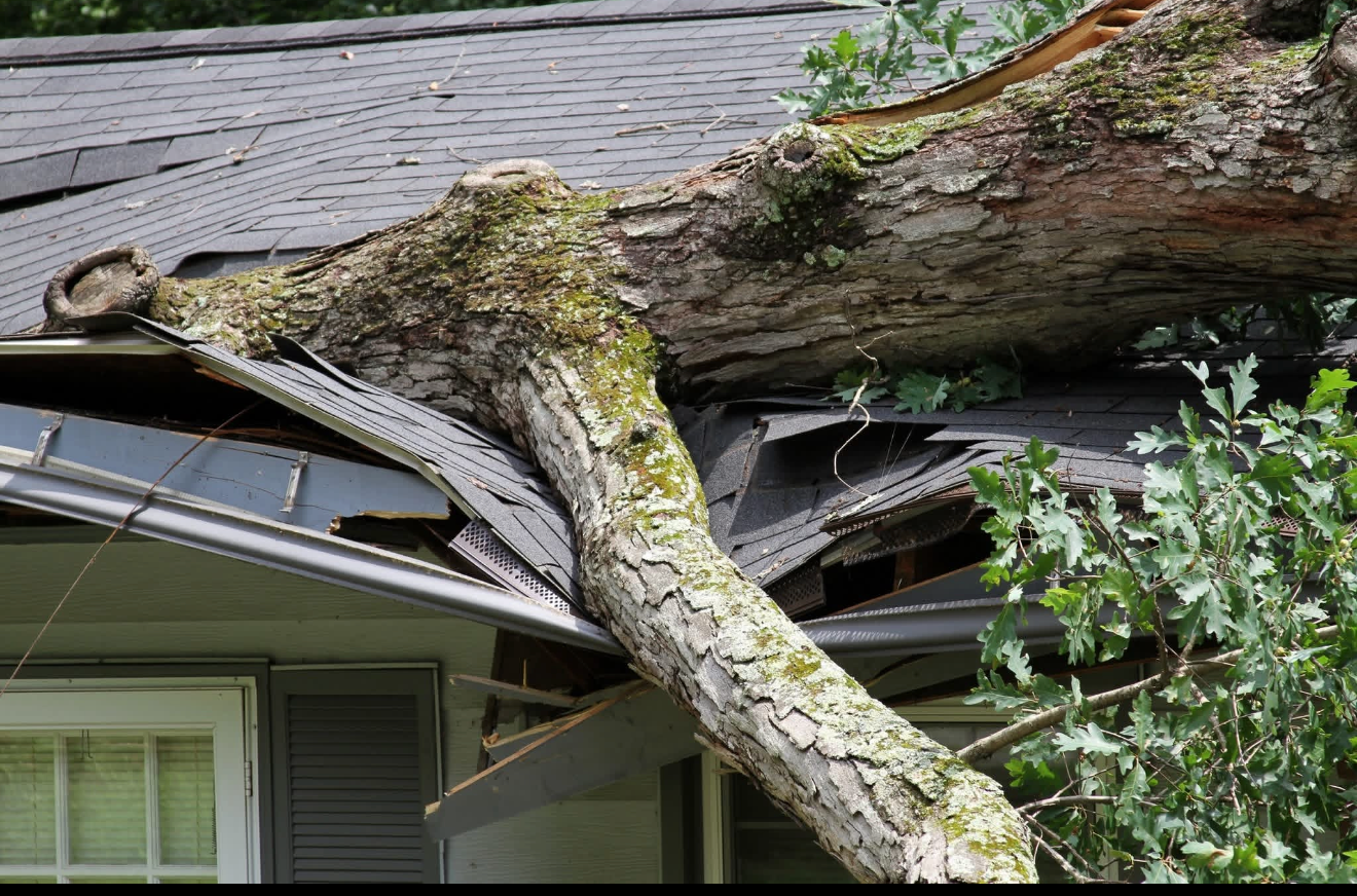 A tree trunk has fallen on a house, damaging the roof and gutter.