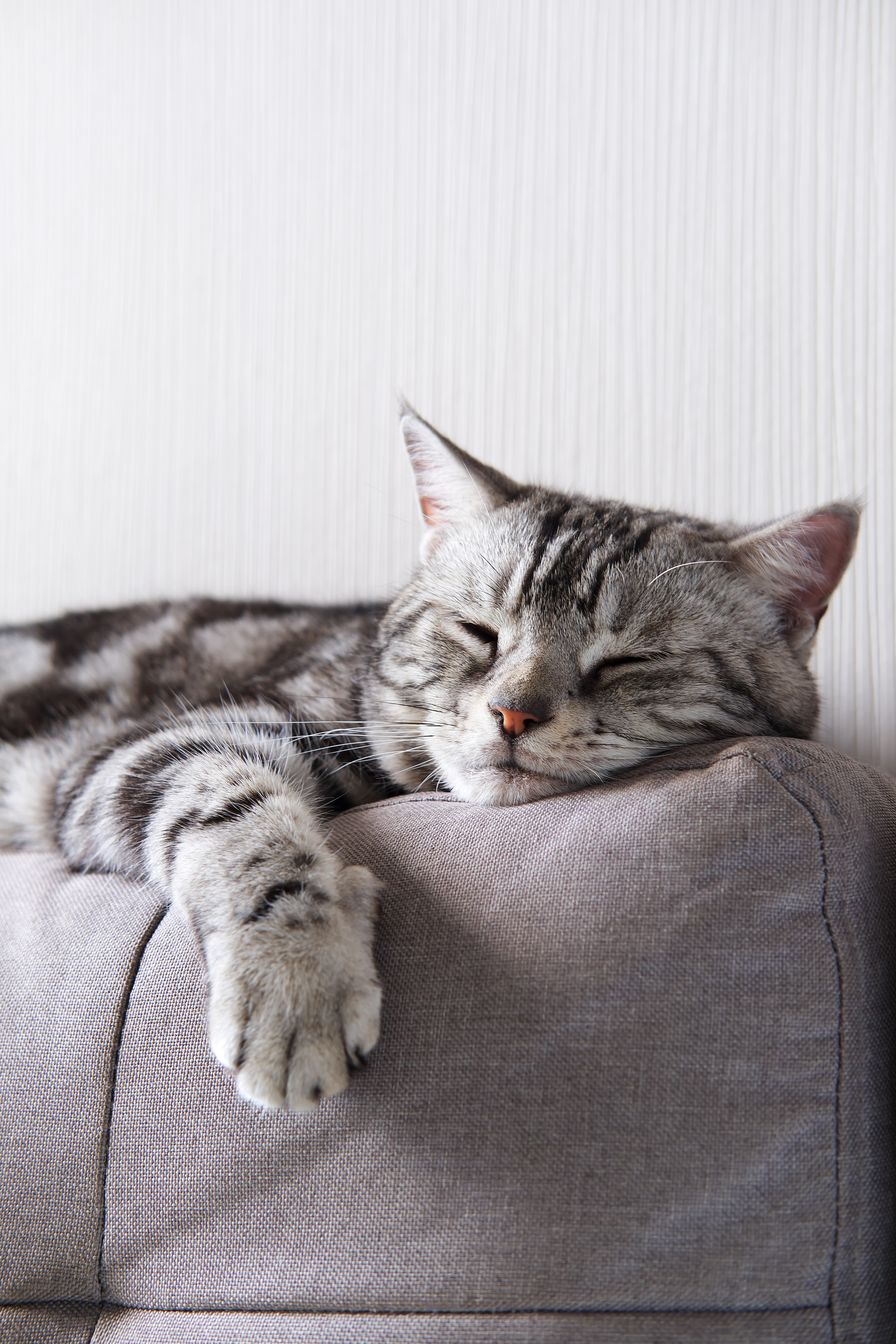 Gray tabby cat sleeping on a couch, one paw draped over the edge