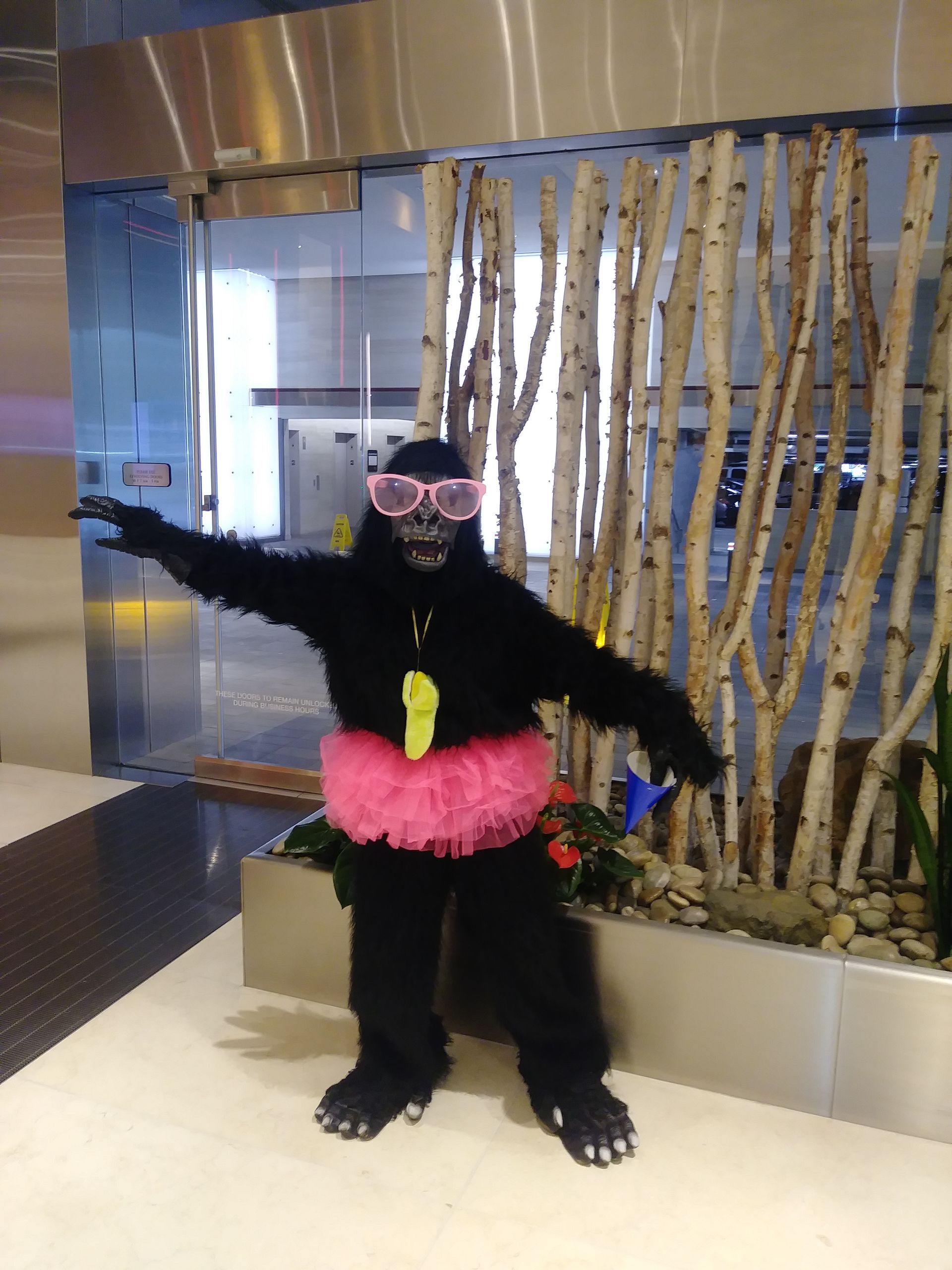 gorilla in tutu