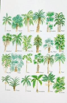There are many different types of palm trees in this painting.