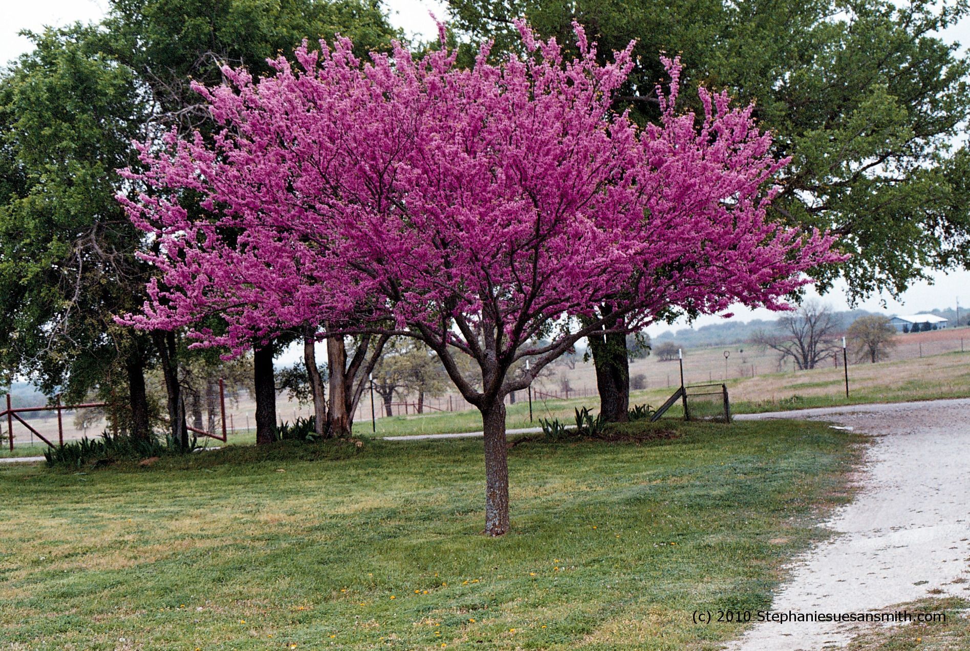 October Landscaping in Central Texas: The Sweet Spot for