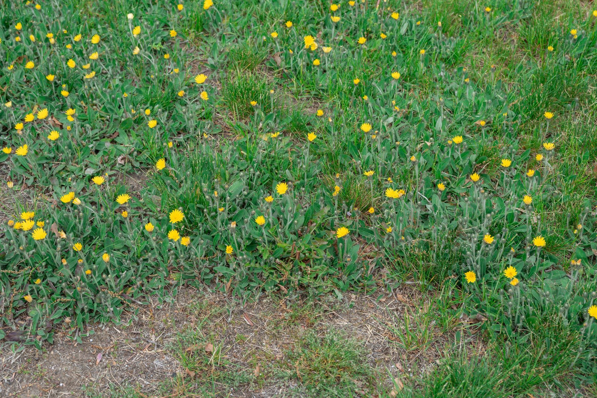 A lawn in the backyard in bad condition in need of weed control.