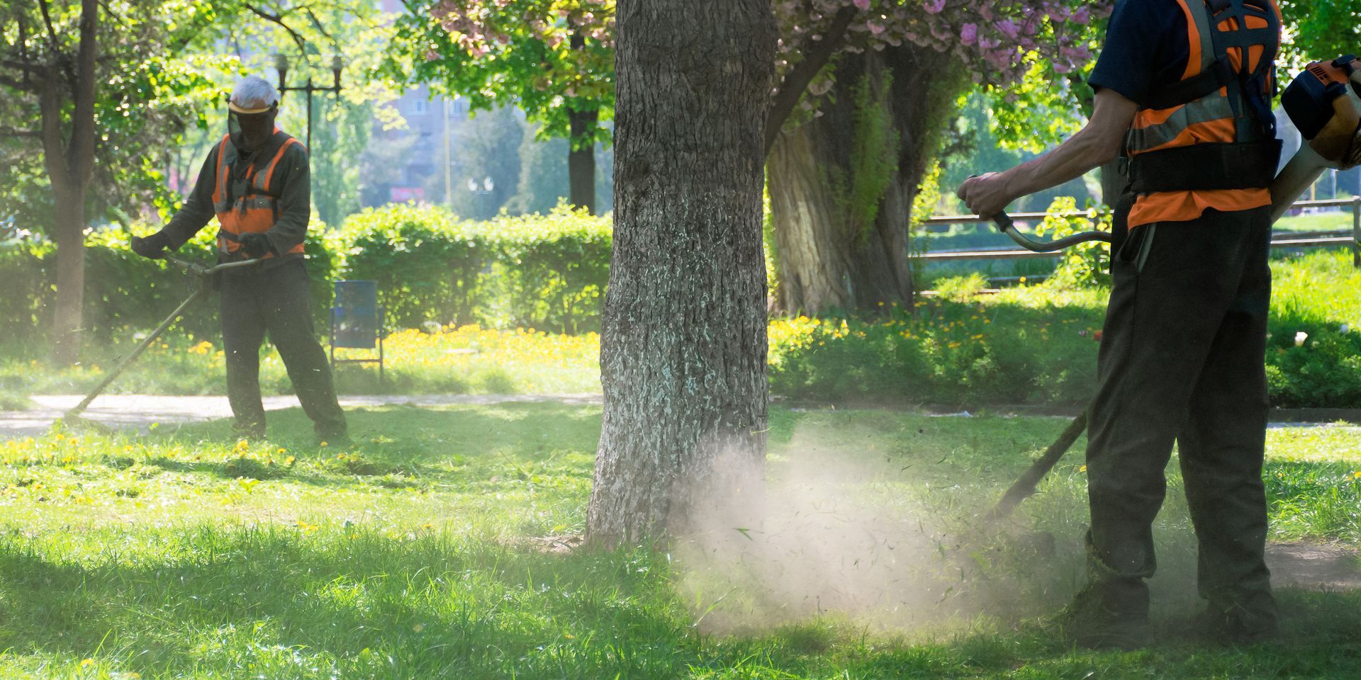 Grounds maintenance workers using string trimmers to cut grass around trees.