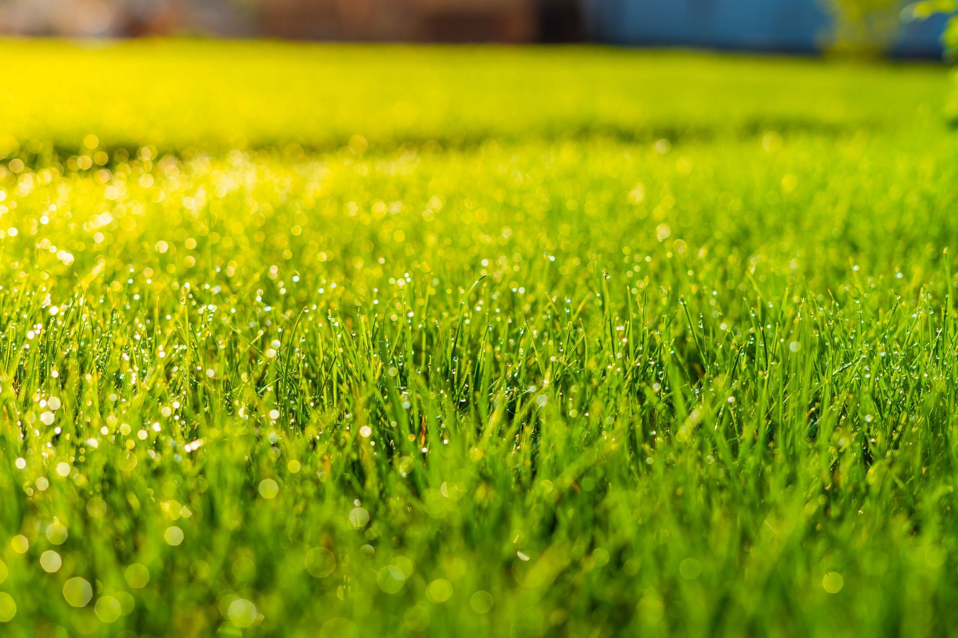 Close-up of fresh green grass with dew drops sparkling in sunlight. Close-up of fresh green grass with dew drops sparkling in sunlight.