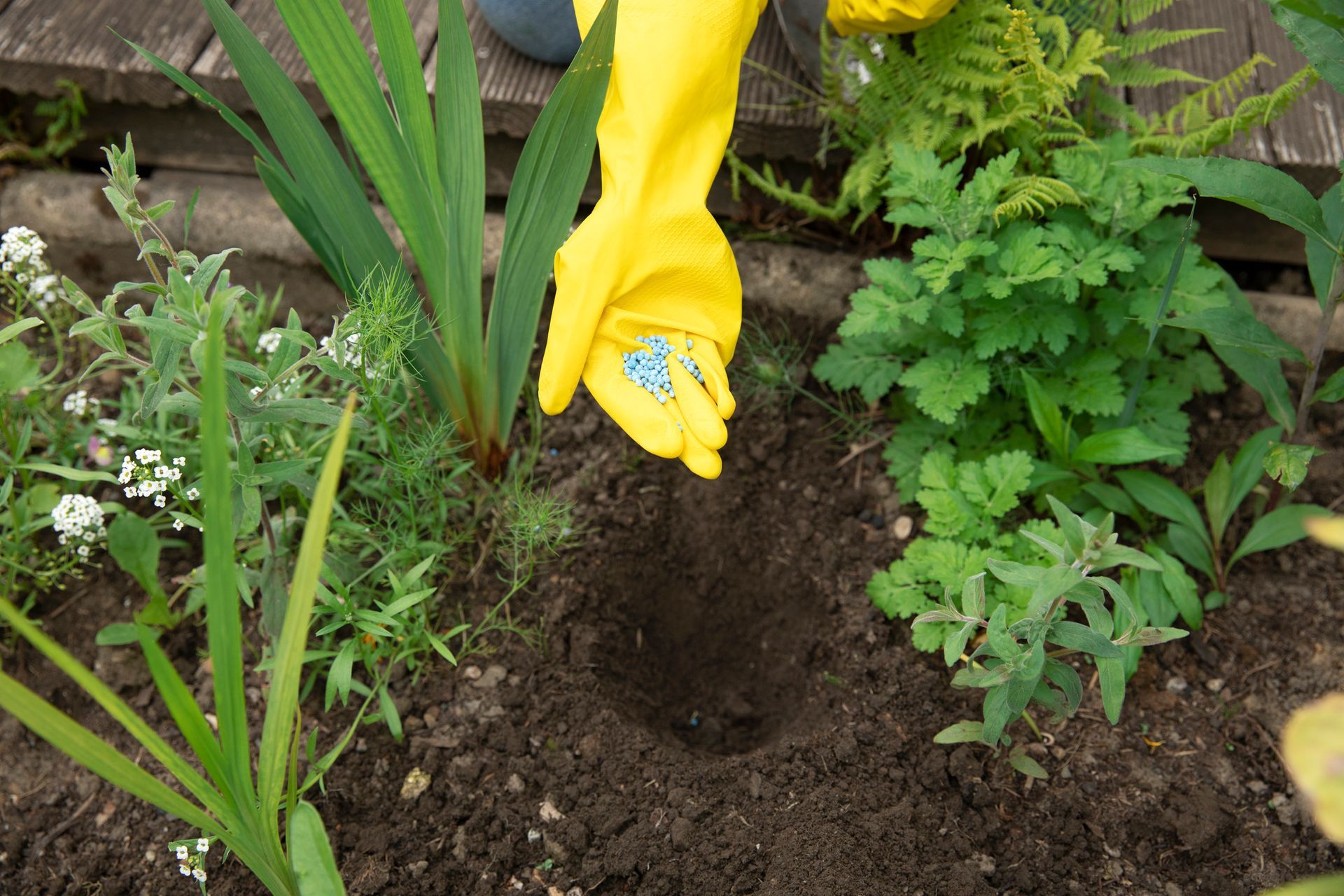 Person in yellow gloves planting fertilizer in a garden.