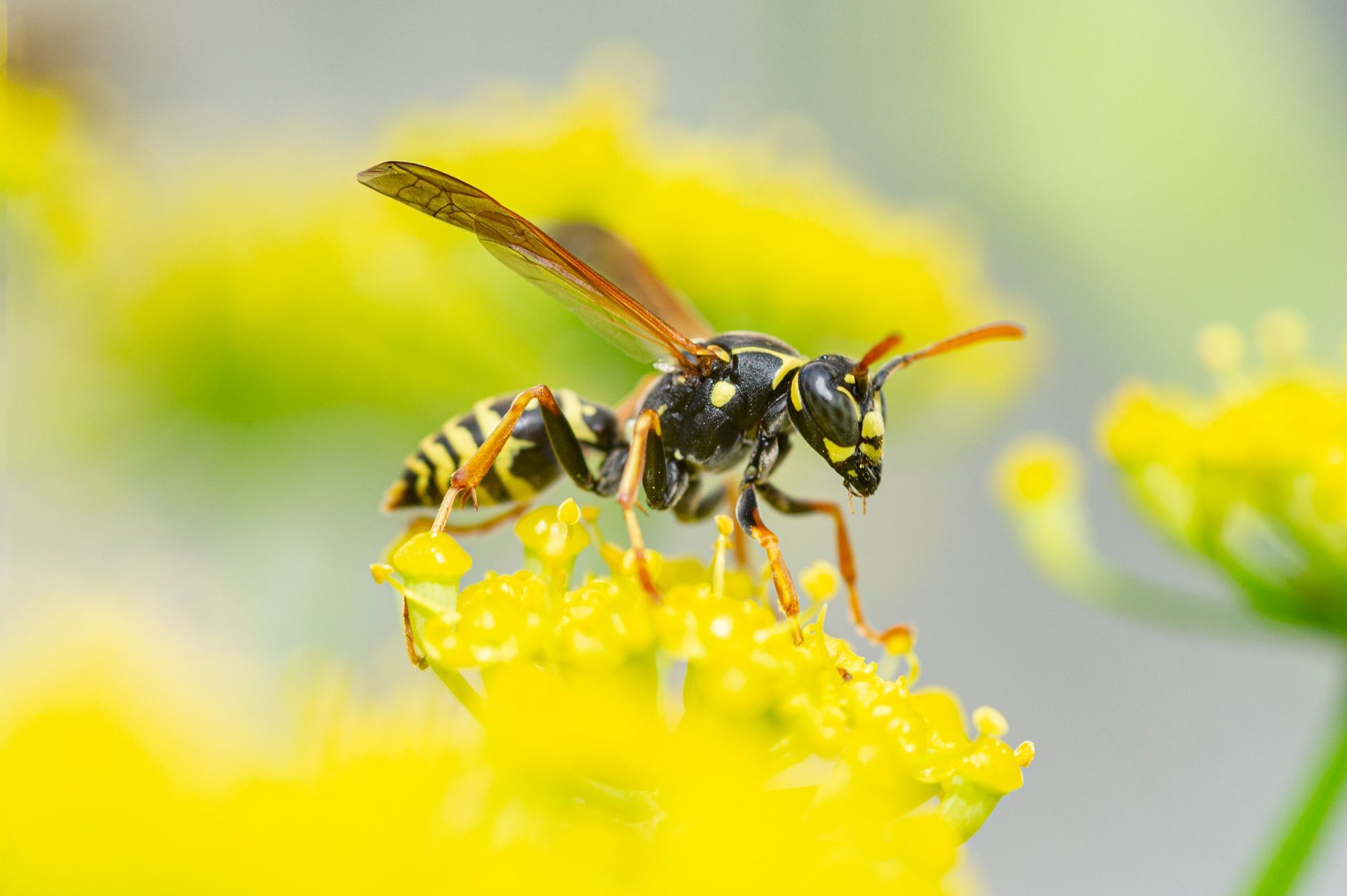 Yellow jacket wasp on yellow flower, wings extended, in sunlight.