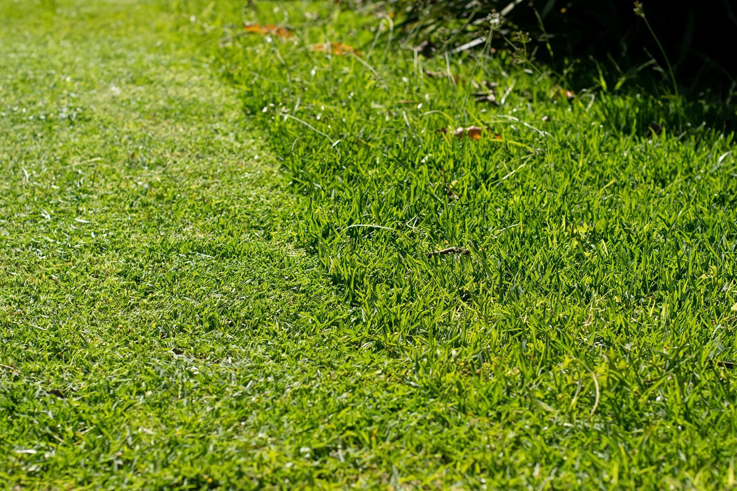 Freshly cut lawn next to untrimmed grass in a garden, showing clear edge contrast.