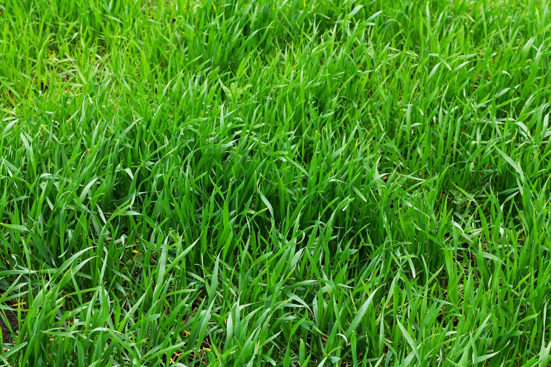 Tall Fescue