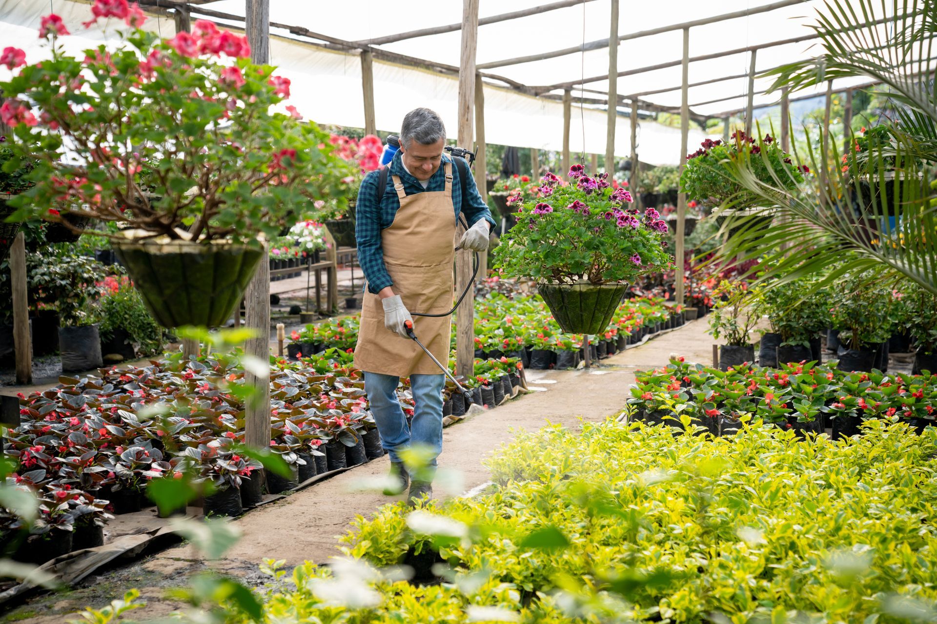 Man in apron spraying plants in a greenhouse. Rows of colorful flowers and greenery.