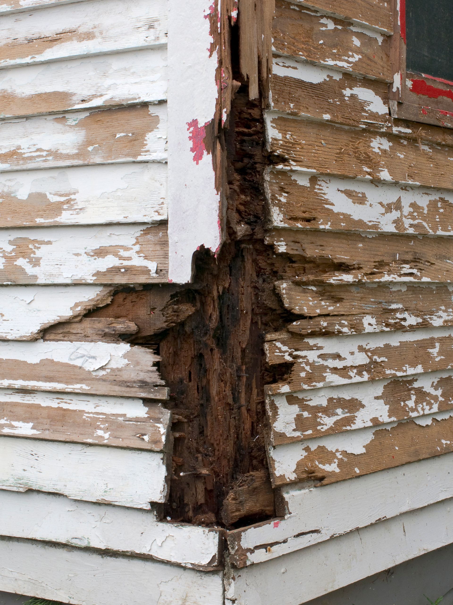 Corner of a house with severely rotted wood, white siding, and peeling paint.