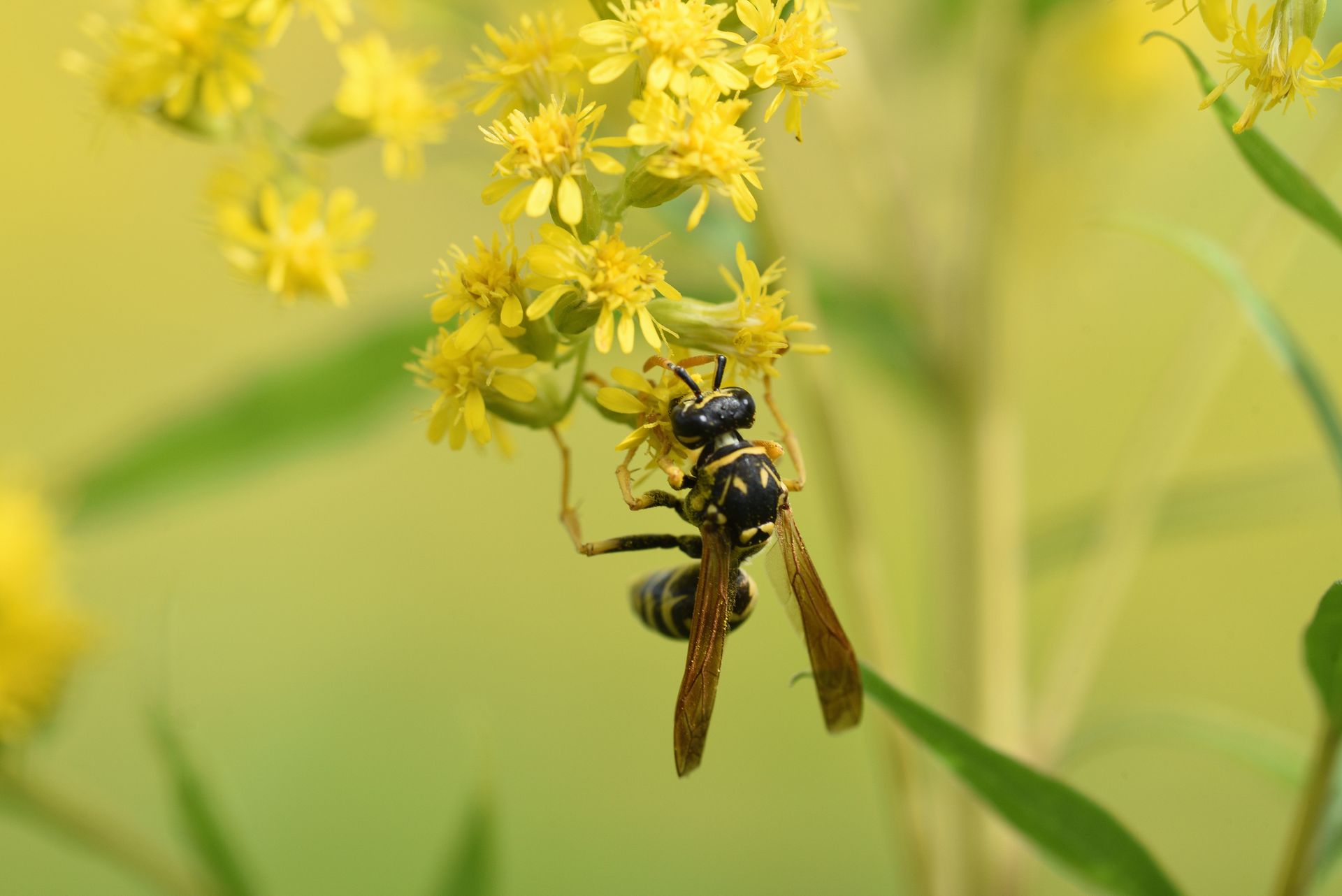 Yellow and black wasp on yellow flowers, green foliage in a meadow.
