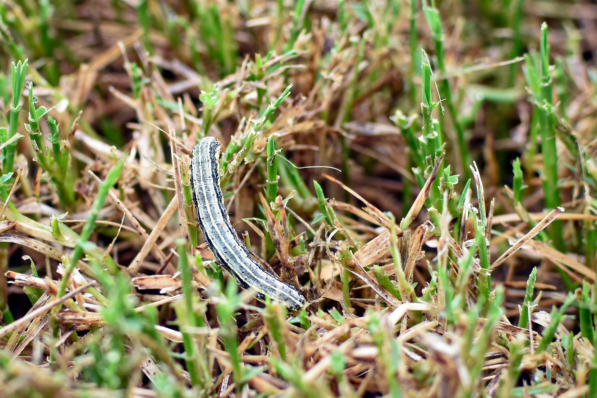 Caterpillar on grass, consuming blades; green and brown hues.