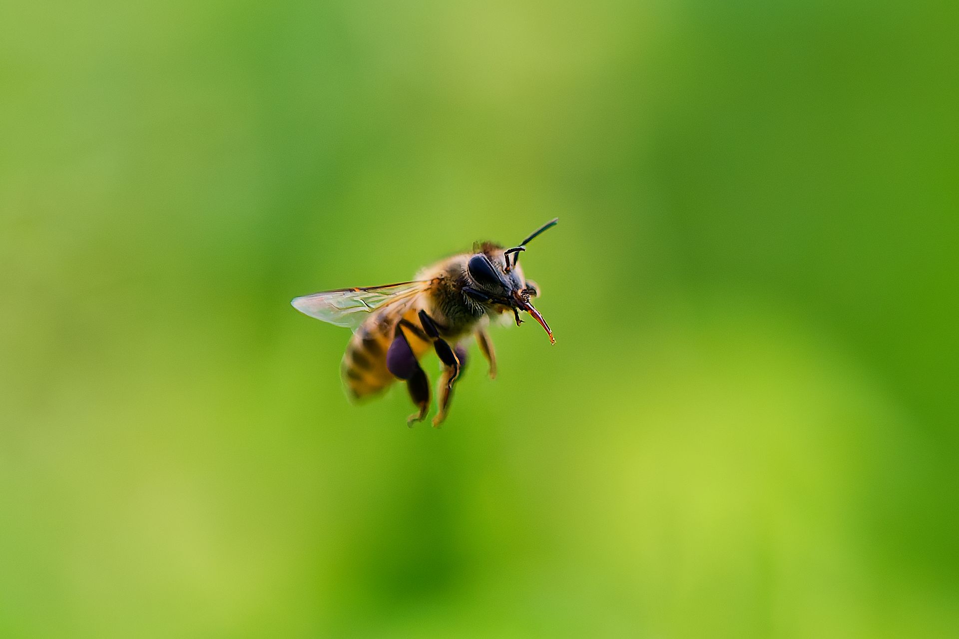 Bee in flight, brown and yellow against a blurred green background.