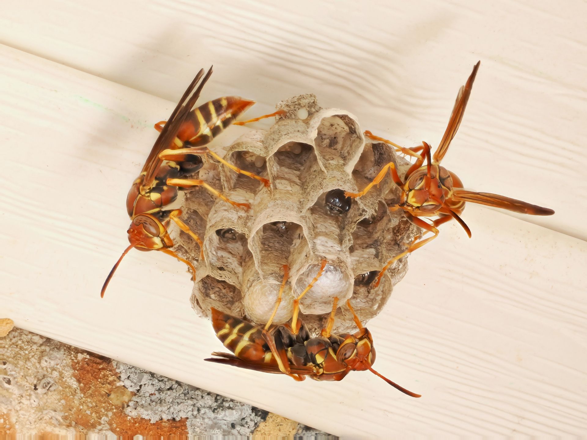 Hornets on a wasp nest attached to a wooden beam, with orange, brown, and yellow markings.