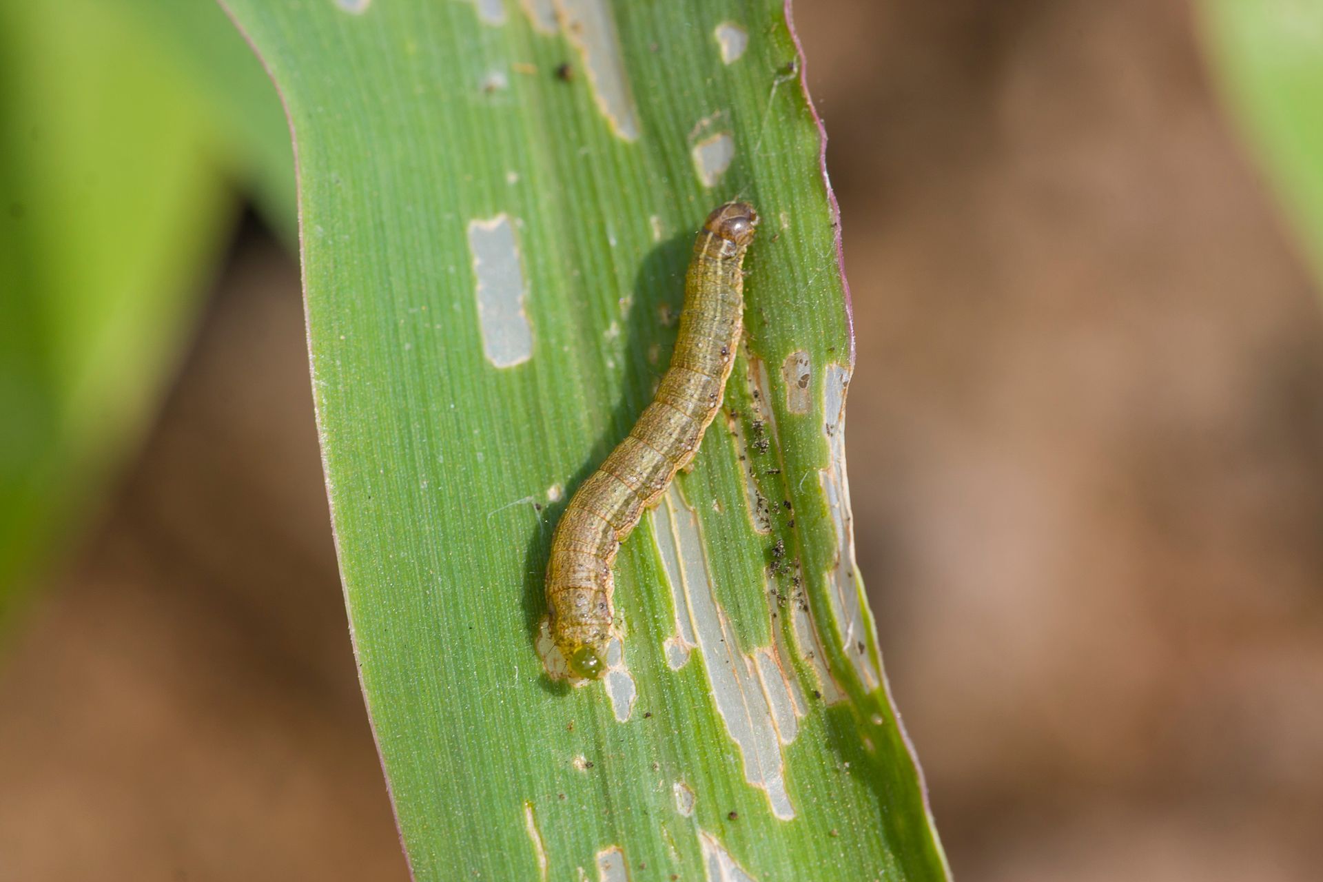 Green caterpillar eating a green leaf with irregular holes.