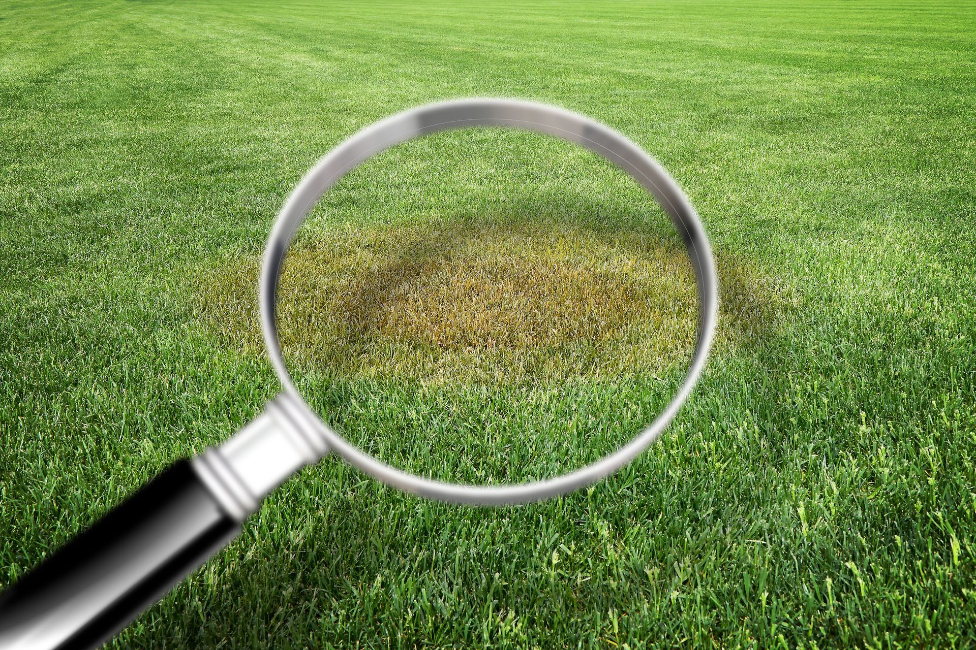 Magnifying glass over a brown spot on a green lawn.