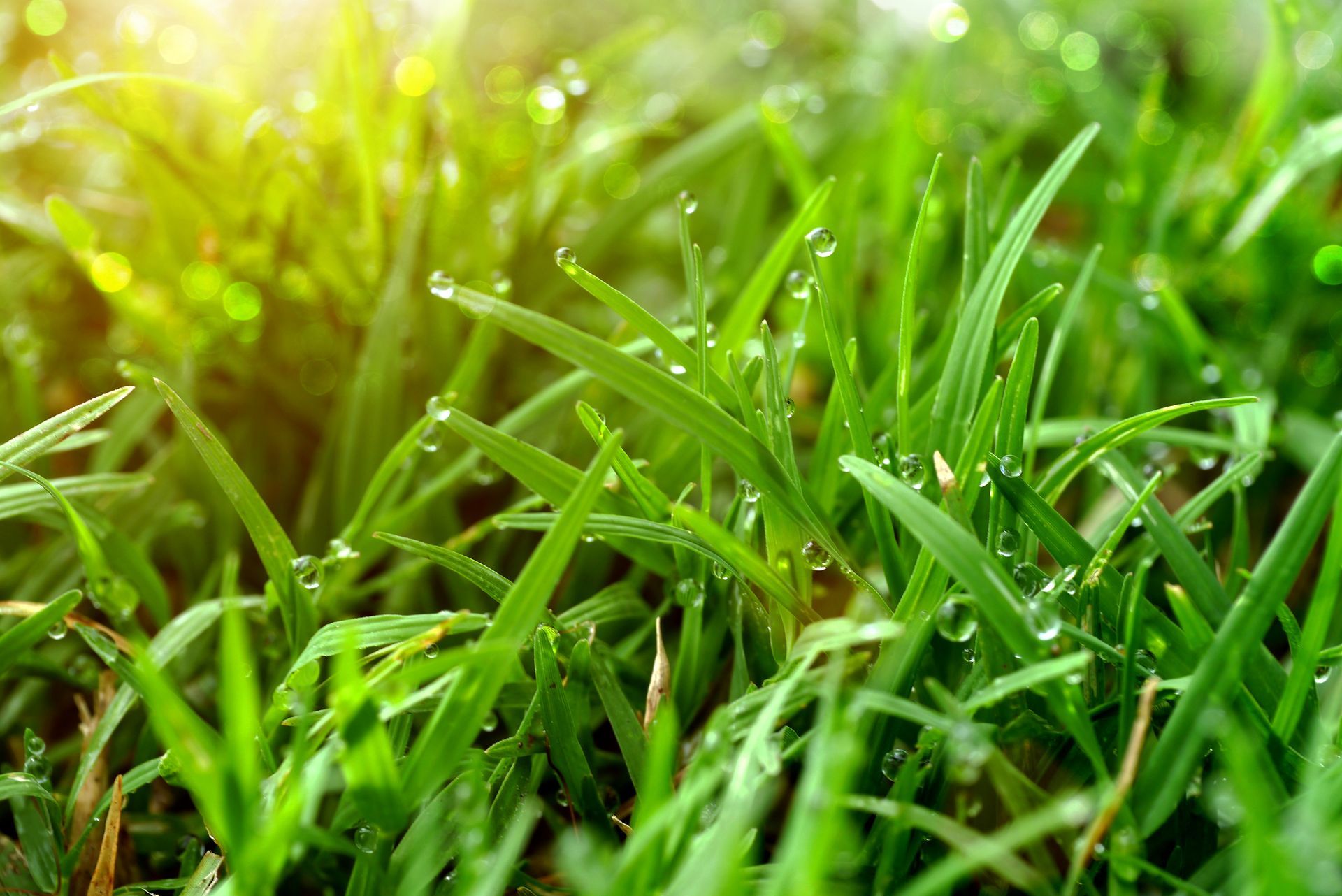 Close-up of lush green grass with water droplets, glistening in the sunlight.