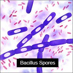 Bacillus Spores Bacteria
