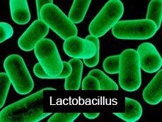 Lactobacillus Bacteria