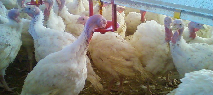 Vitamin Supplement for Poultry4