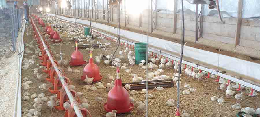 Vitamin Supplement for Poultry3