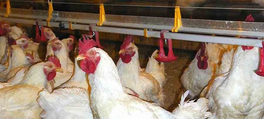 Vitamin Supplement for Poultry5