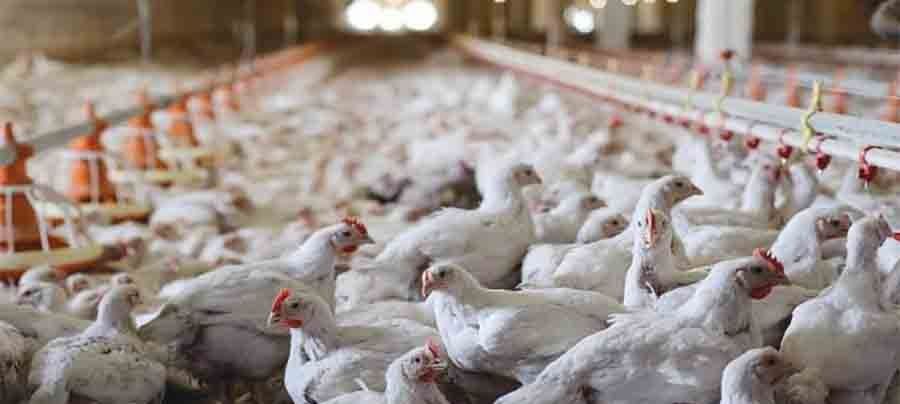 Vitamin Supplement for Poultry6