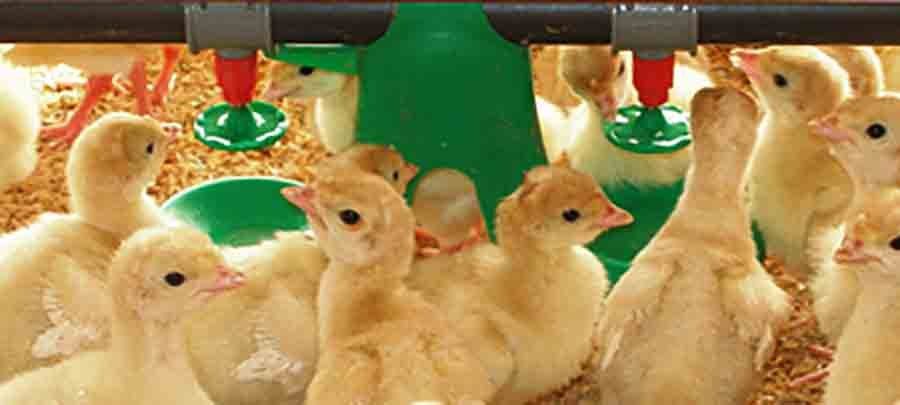 Vitamin Supplement for Poultry7