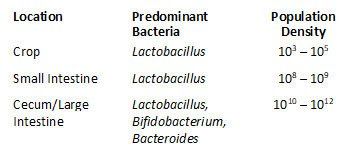 Predominate Bacteria