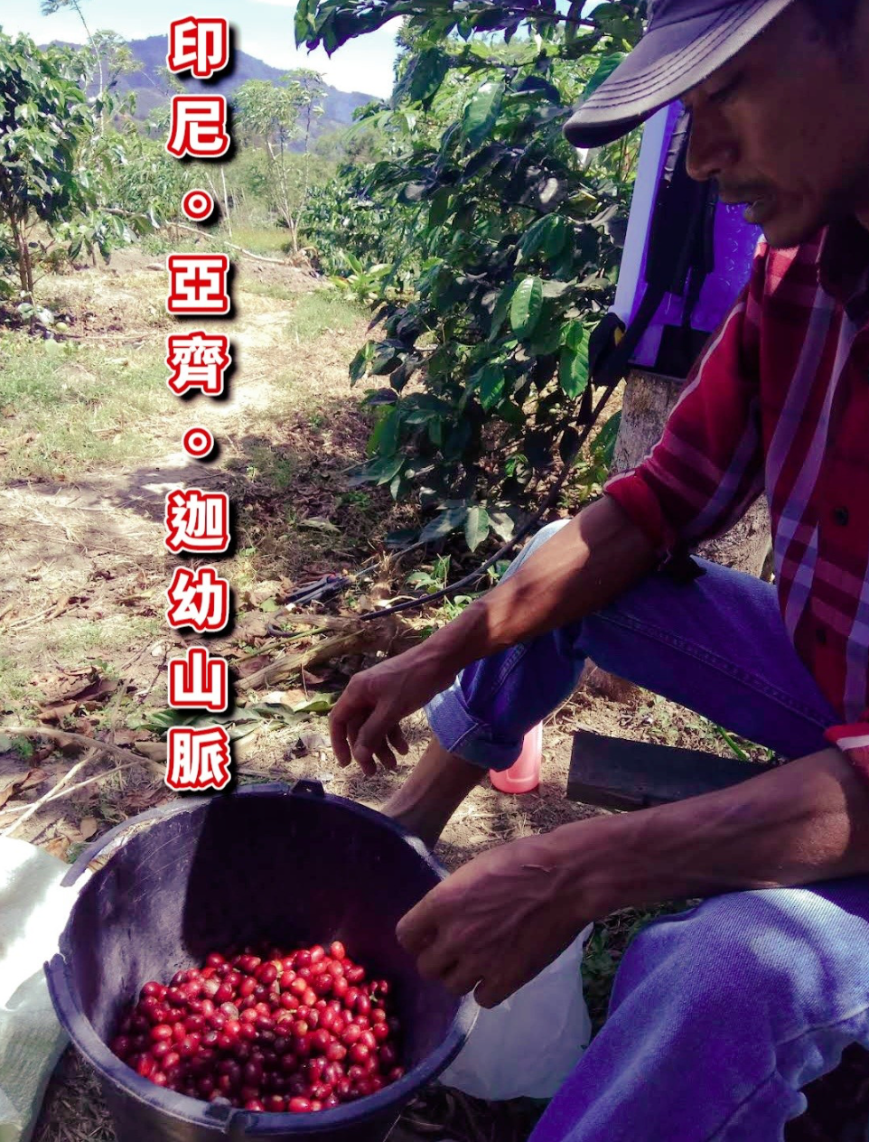 印尼 亞齊 迦幼山脈 厭氧水洗