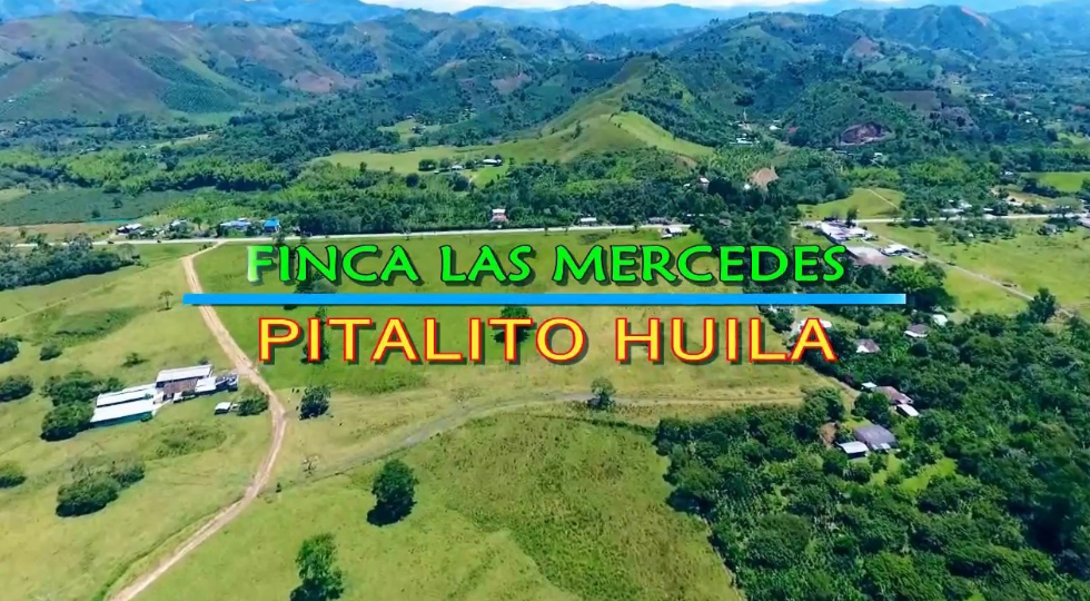 哥倫比亞 薇拉 麥錫迪斯莊園 水洗