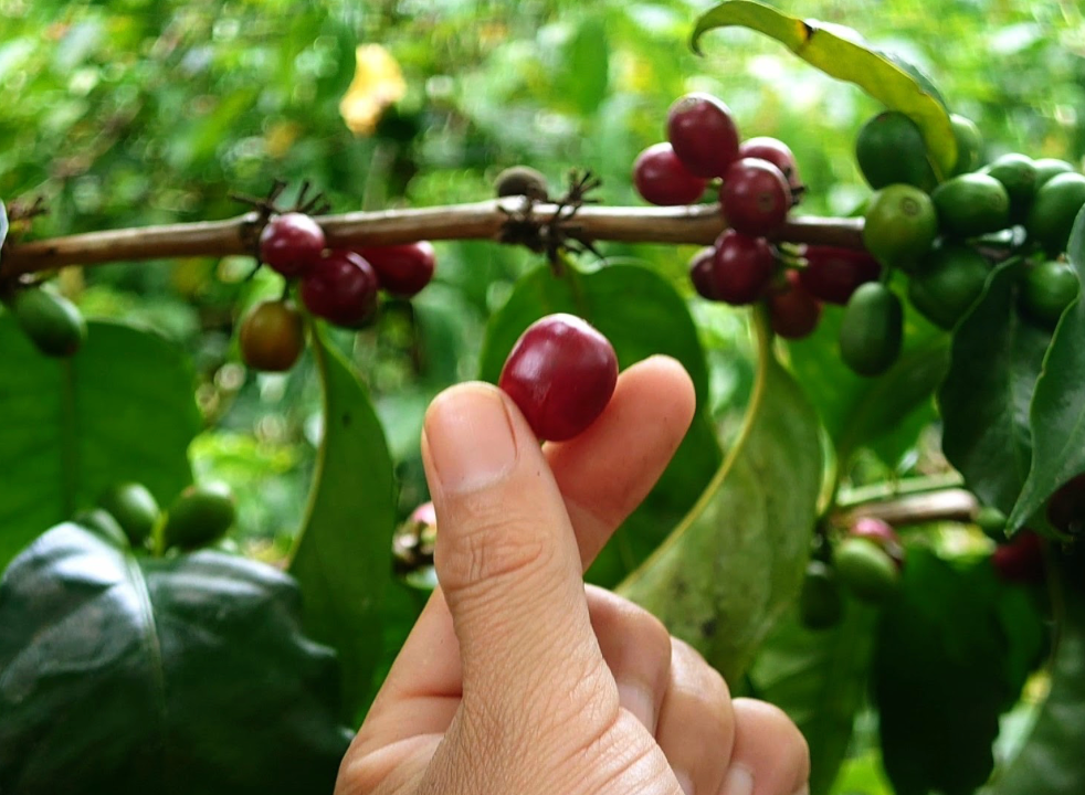 嘉義 阿里山 特富野 楓香莊園 藝妓