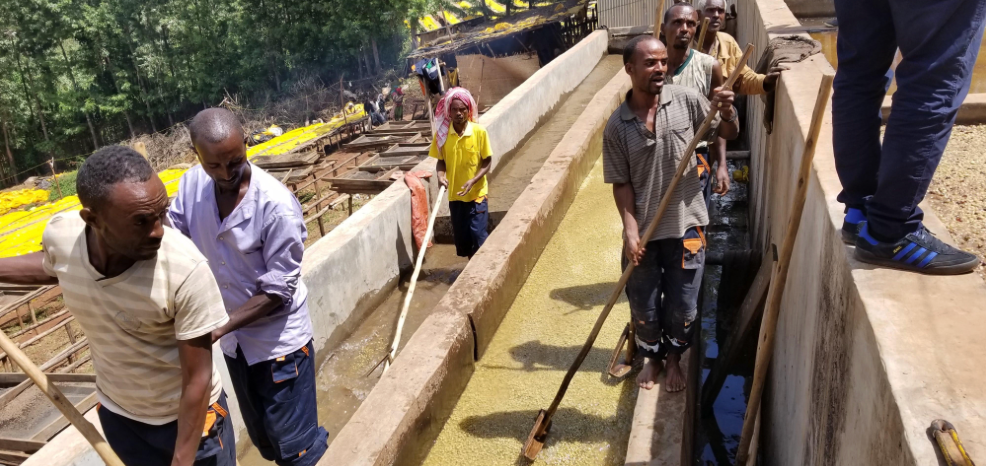 衣索比亞 古吉 阿朵拉 水洗