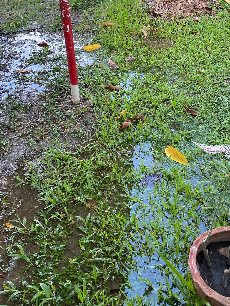 A red utility marker stands in a grassy area with standing water and scattered yellow leaves.