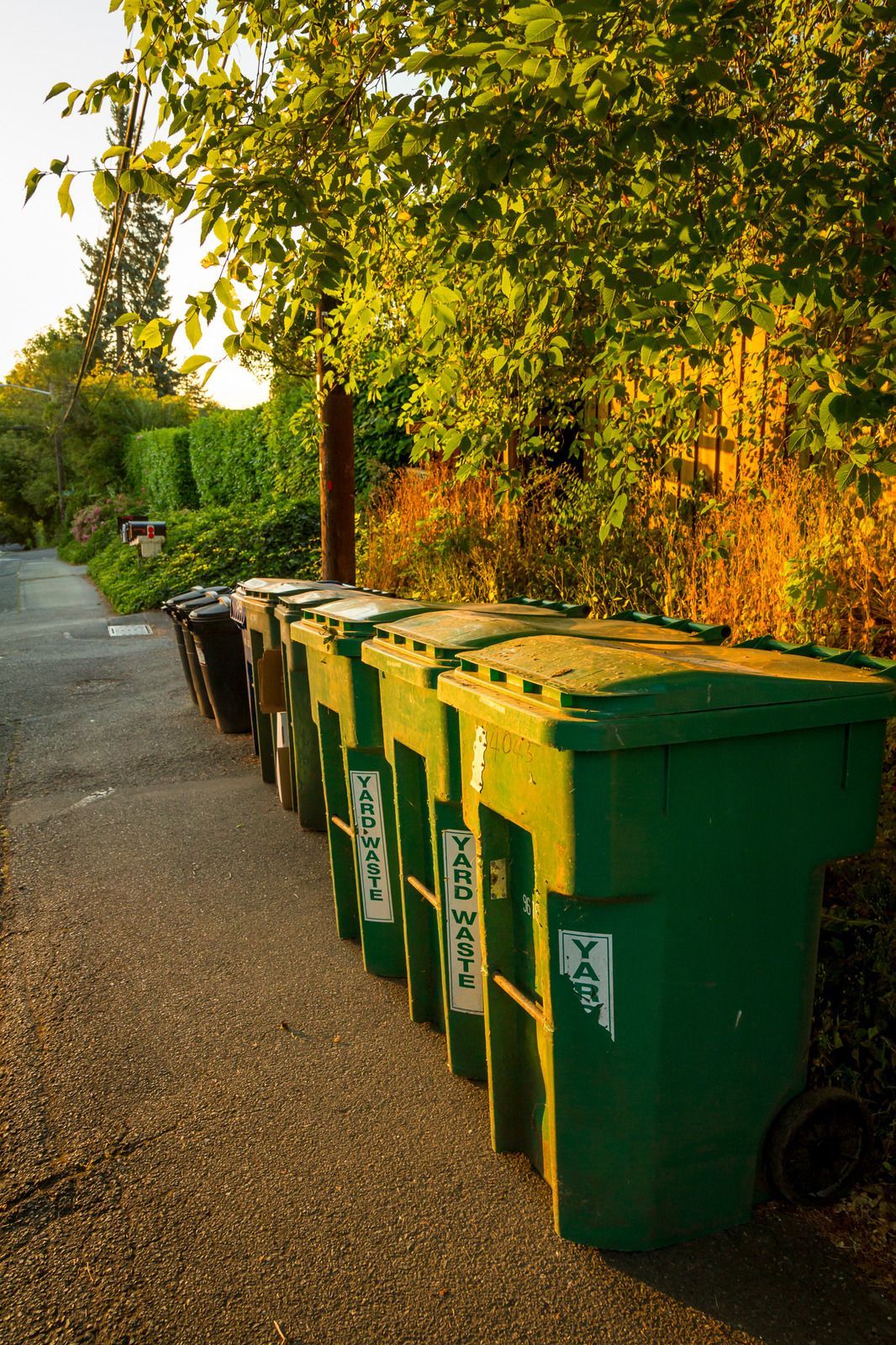 Green and brown trash bins line a sidewalk, lit by golden sunlight.