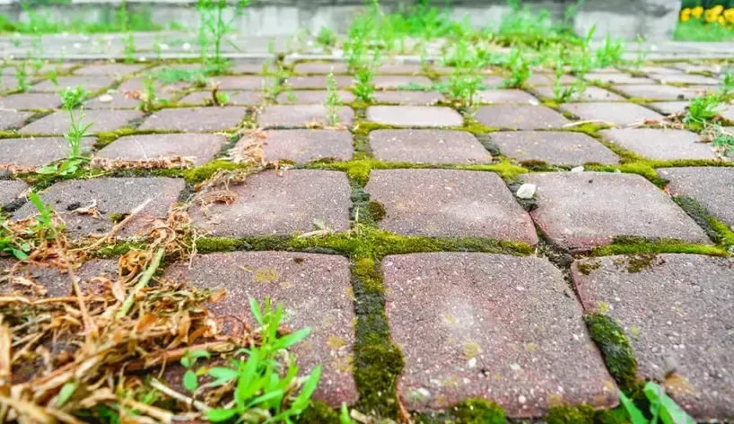 how-to-remove-algae-from-patio