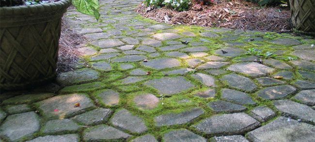 how-to-remove-algae-from-patio-jimmy's-external-cleaning-services