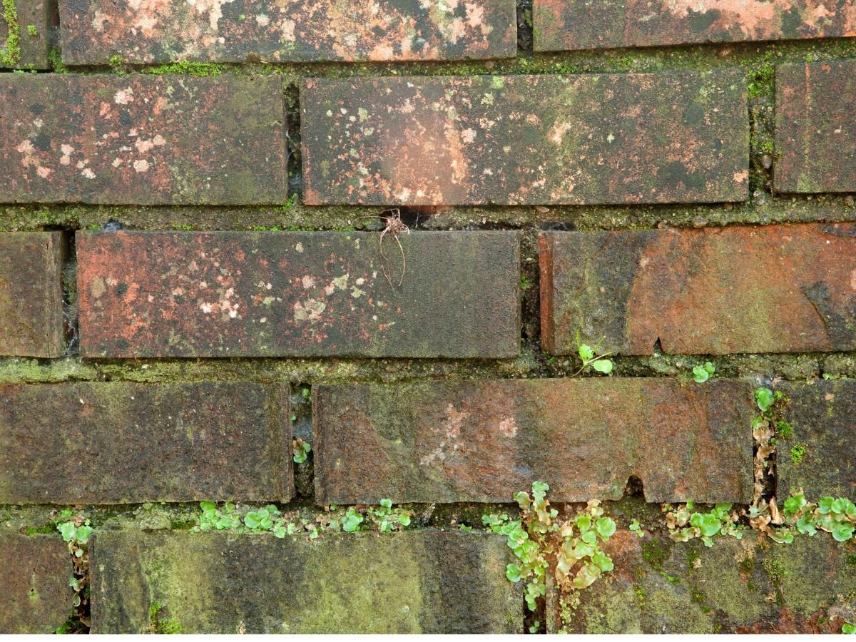 a brick wall in need of cleaning