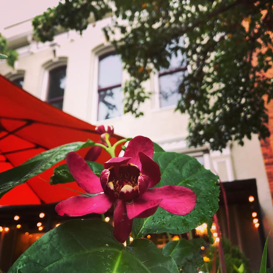 A close up of a purple flower with a red umbrella in the background