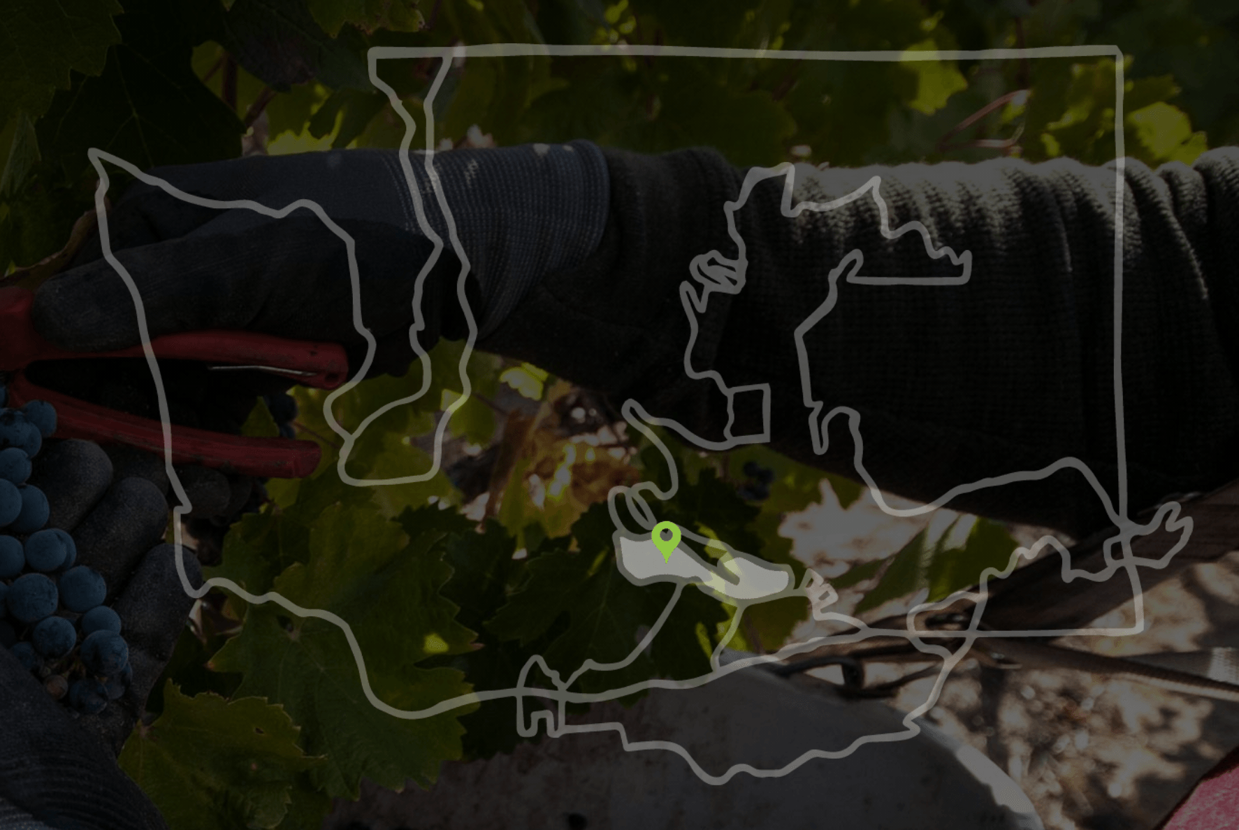 A person is picking grapes in a vineyard with a map of the state of washington in the background.