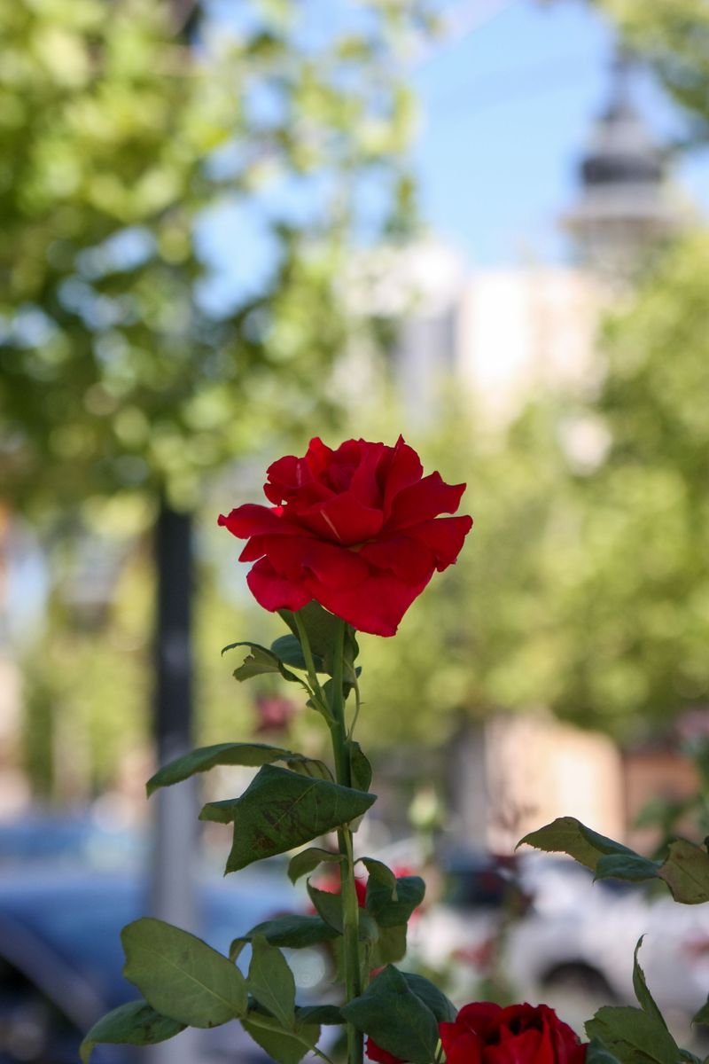 Red rose in bloom against a blurred outdoor city background.