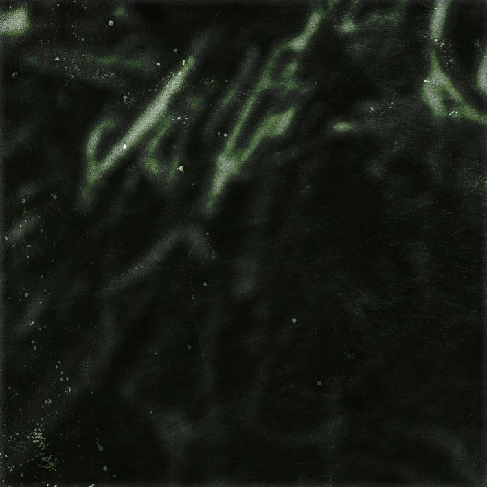 Dark, blurry close-up of green leaves against a shadowy background