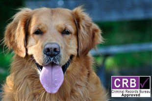 For all mature Golden Retrievers, Labradors and Giant Breeds. Fully CRB checked.