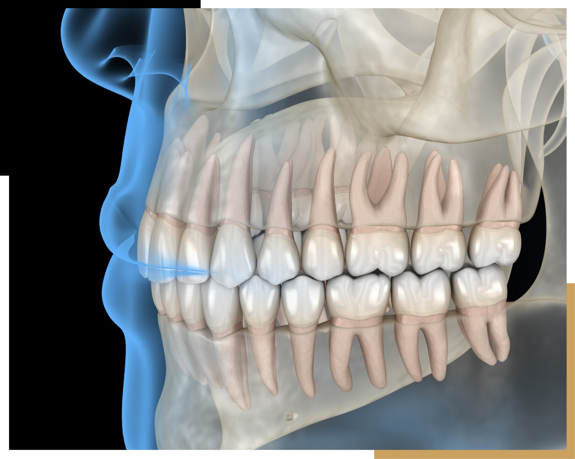 Imaging & X-Rays