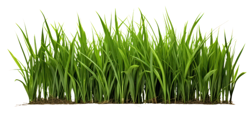 Close up image of grass