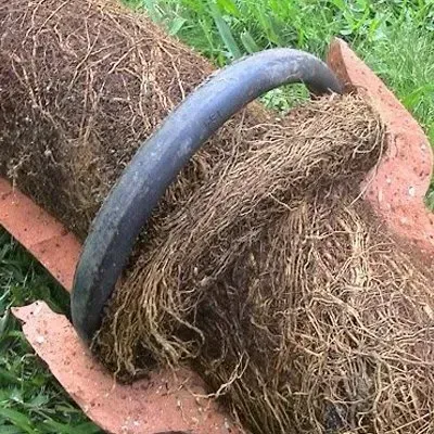 tree roots in sewer line