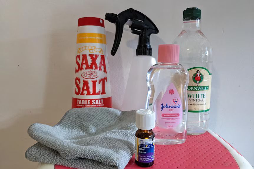 DIY Mold Removal vs. Natural Mold Cleaners