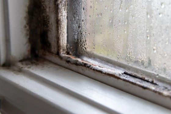 Signs You Need Professional Mold Remediation